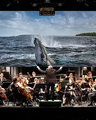 Whales
